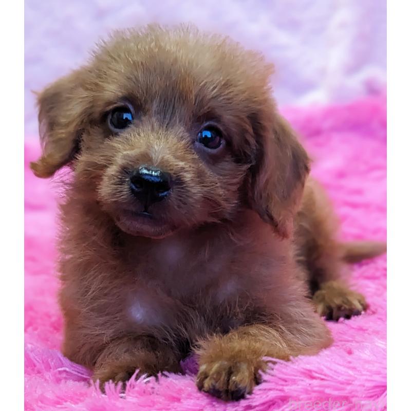 販売中の静岡県のミックス犬-416359の7枚目