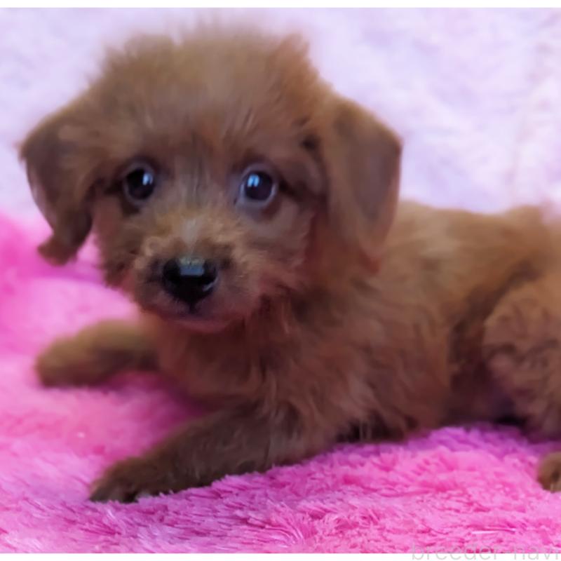 販売中の静岡県のミックス犬-416359