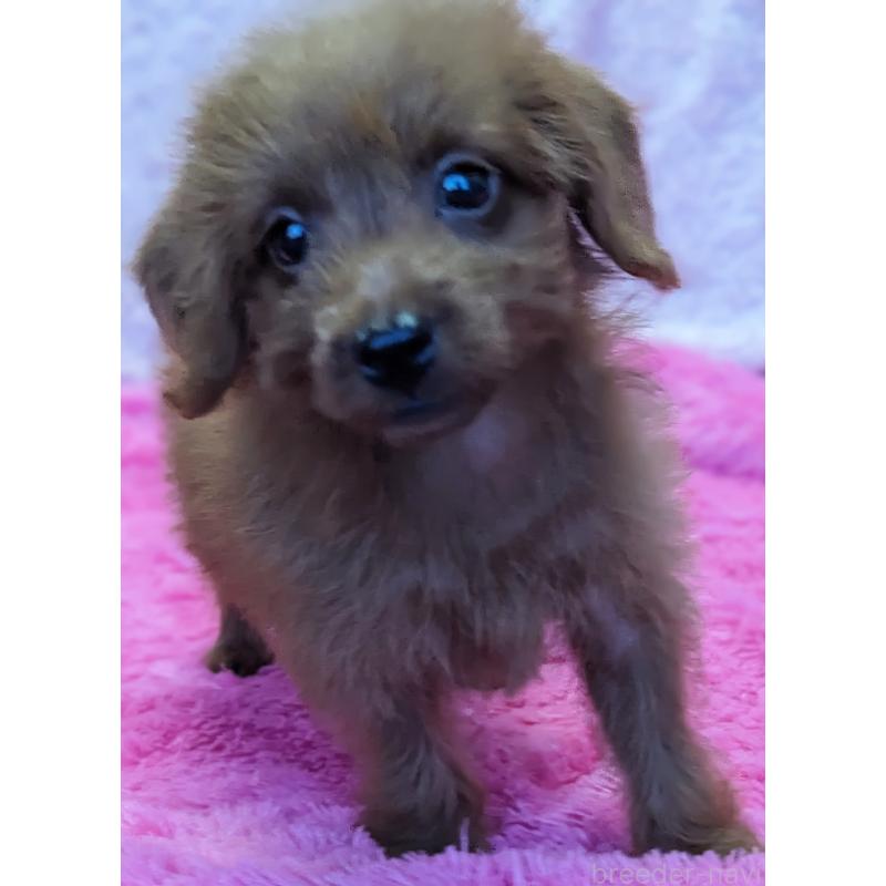 販売中の静岡県のミックス犬-416359の6枚目