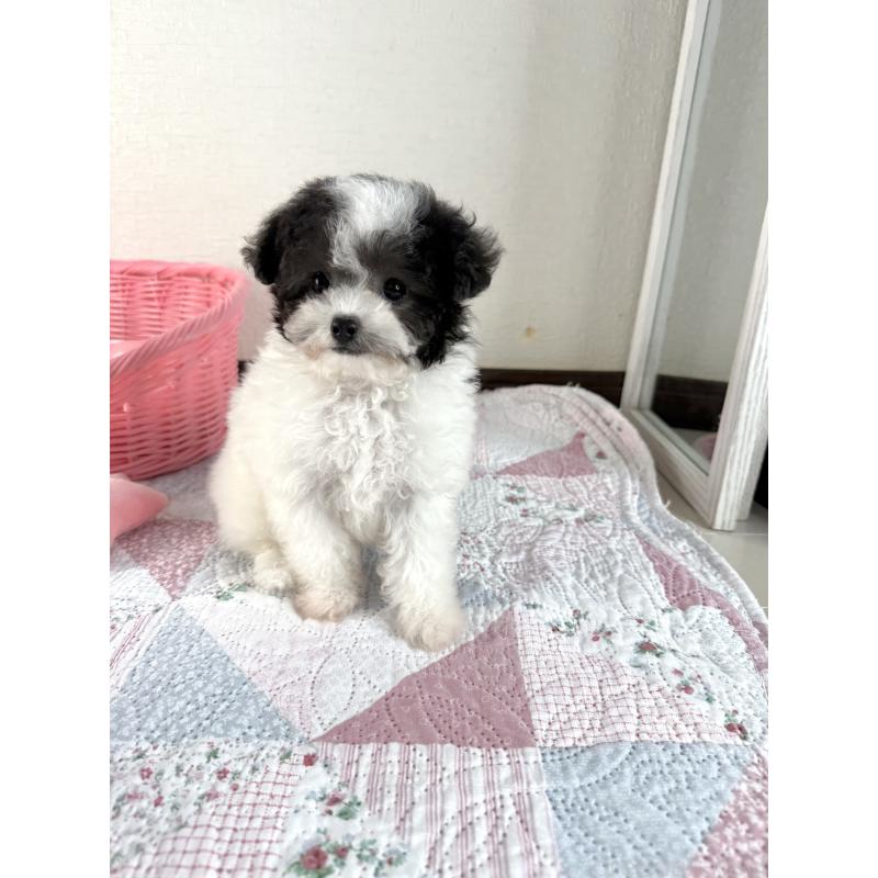 成約済の大阪府のティーカッププードル-414031の10枚目