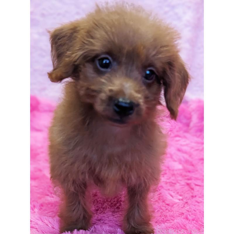 販売中の静岡県のミックス犬-416359の5枚目