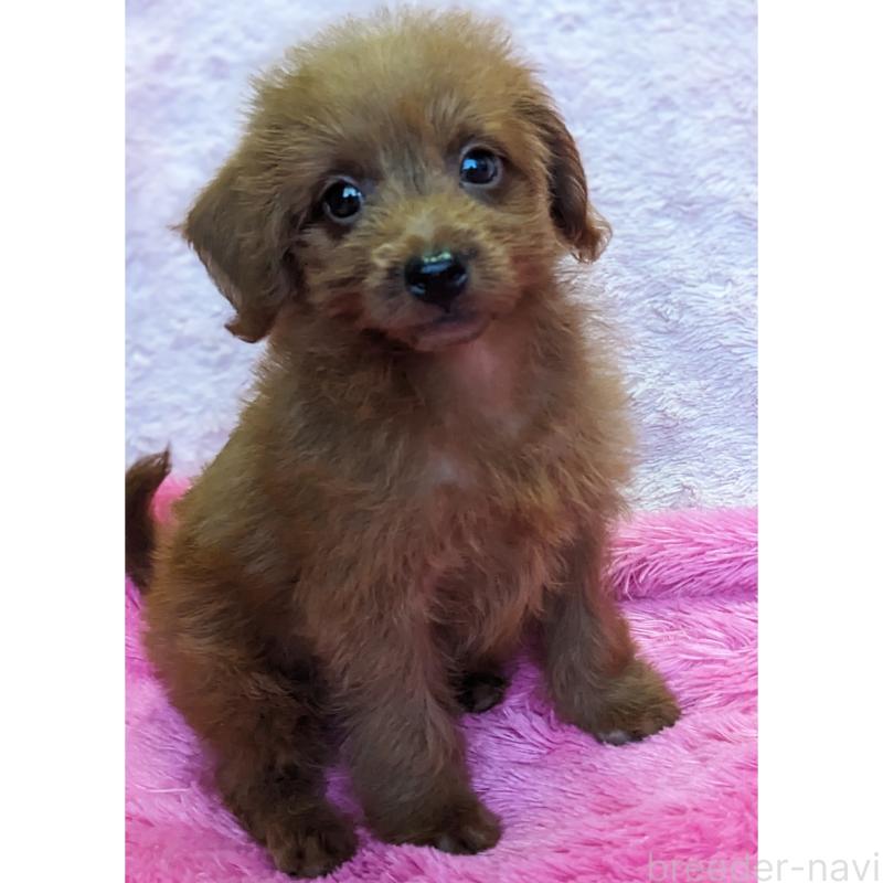 販売中の静岡県のミックス犬-416359の4枚目