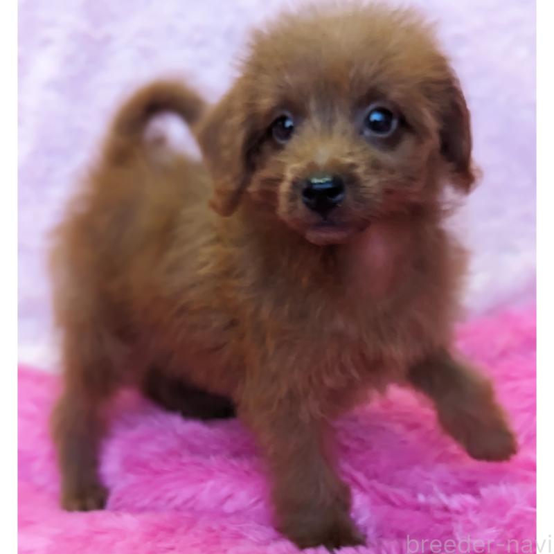 販売中の静岡県のミックス犬-416359の3枚目