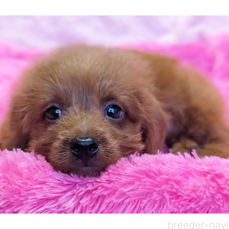 販売中の静岡県のミックス犬-416359の2枚目
