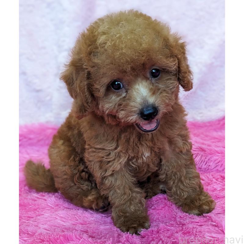 販売中の静岡県のミックス犬-416361の10枚目