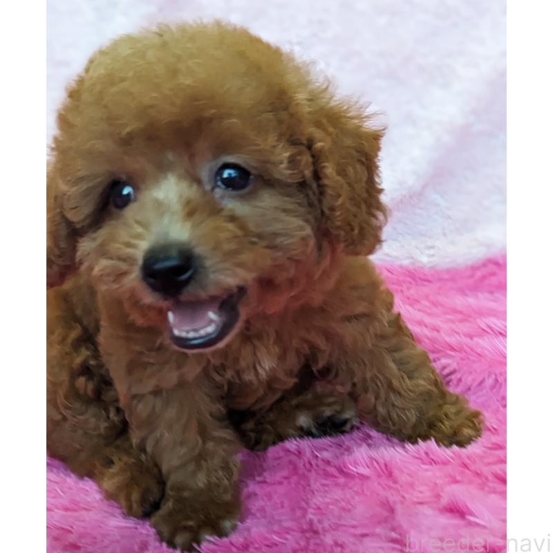 販売中の静岡県のミックス犬-416361の9枚目