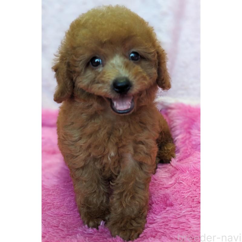 販売中の静岡県のミックス犬-416361の8枚目