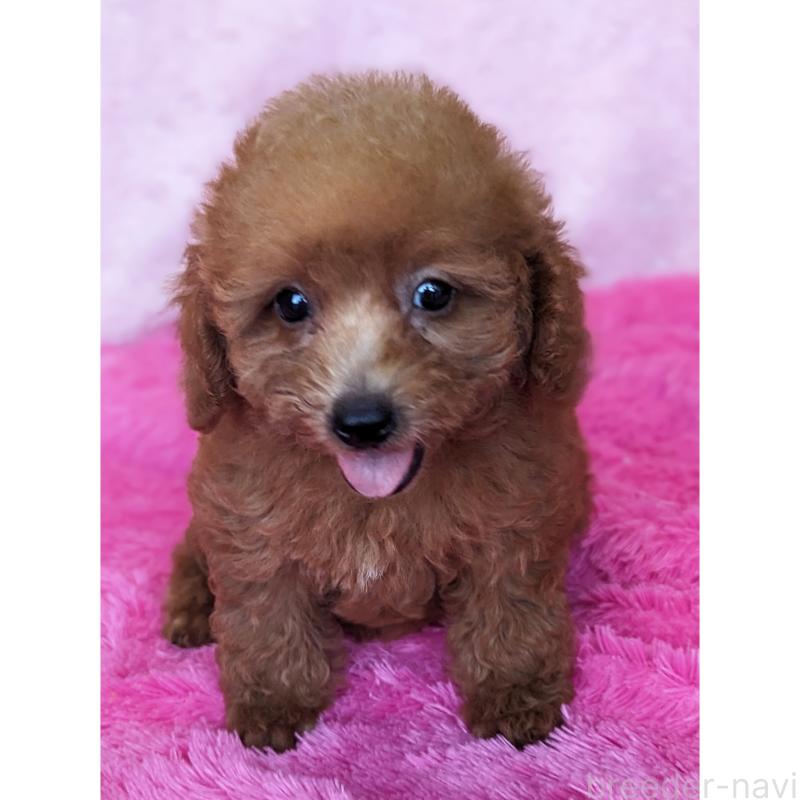販売中の静岡県のミックス犬-416361の6枚目