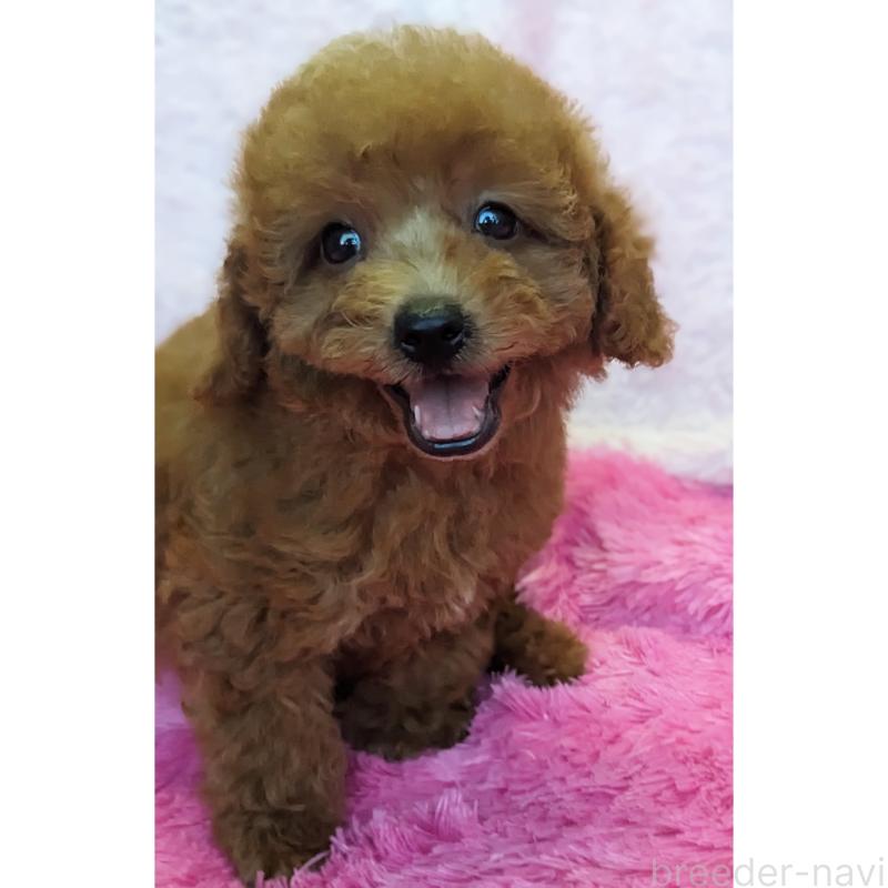 販売中の静岡県のミックス犬-416361の5枚目