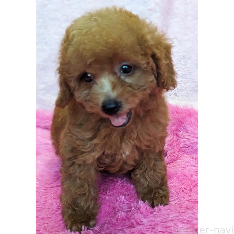 販売中の静岡県のミックス犬-416361の4枚目