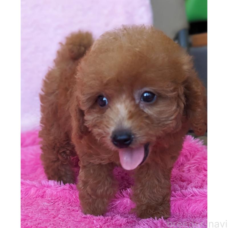 販売中の静岡県のミックス犬-416361の3枚目