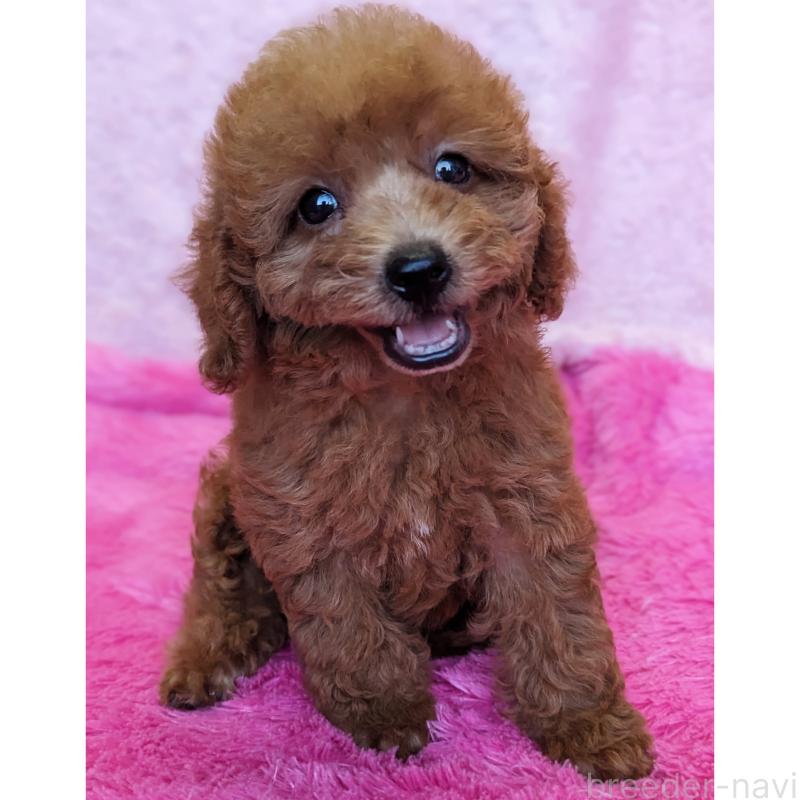 販売中の静岡県のミックス犬-416361の2枚目
