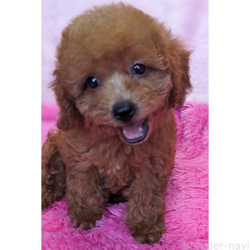販売中の静岡県のミックス犬-416361の1枚目
