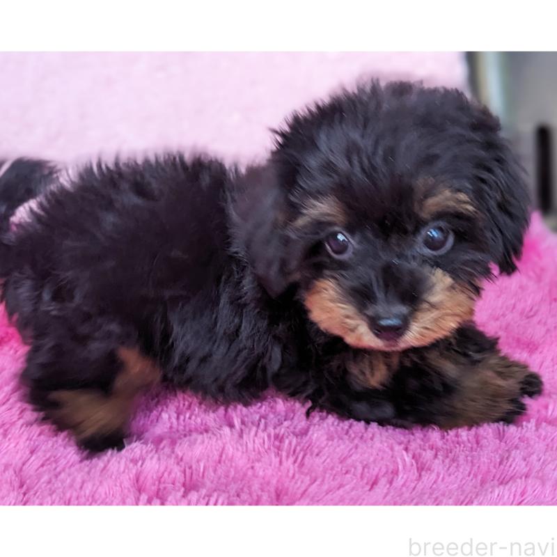 販売中の静岡県のミックス犬-416363の11枚目