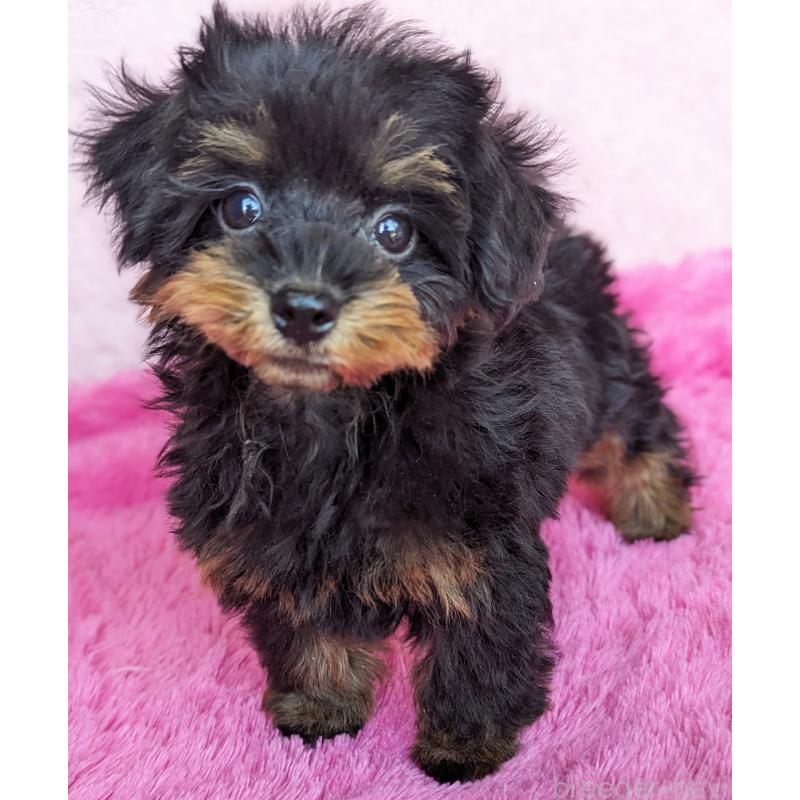 販売中の静岡県のミックス犬-416363の10枚目