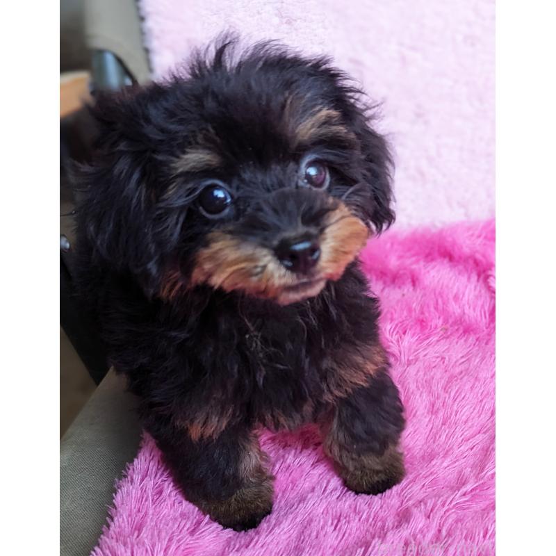 販売中の静岡県のミックス犬-416363の9枚目