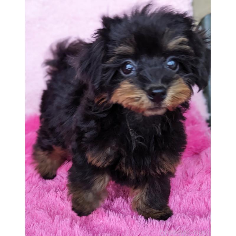 販売中の静岡県のミックス犬-416363の8枚目