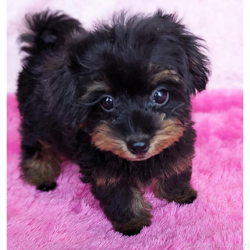 販売中の静岡県のミックス犬-416363の6枚目