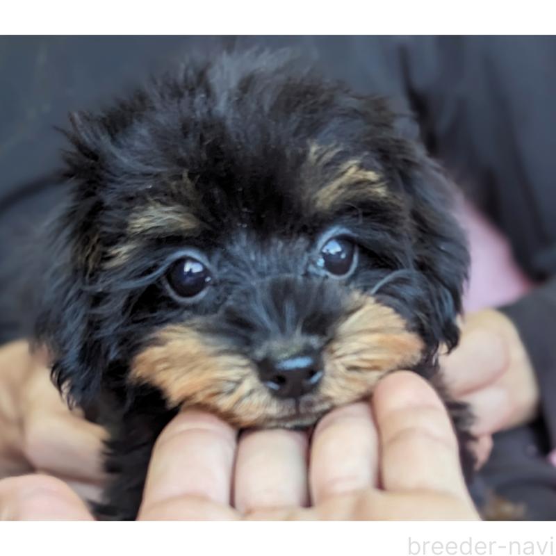 販売中の静岡県のミックス犬-416363