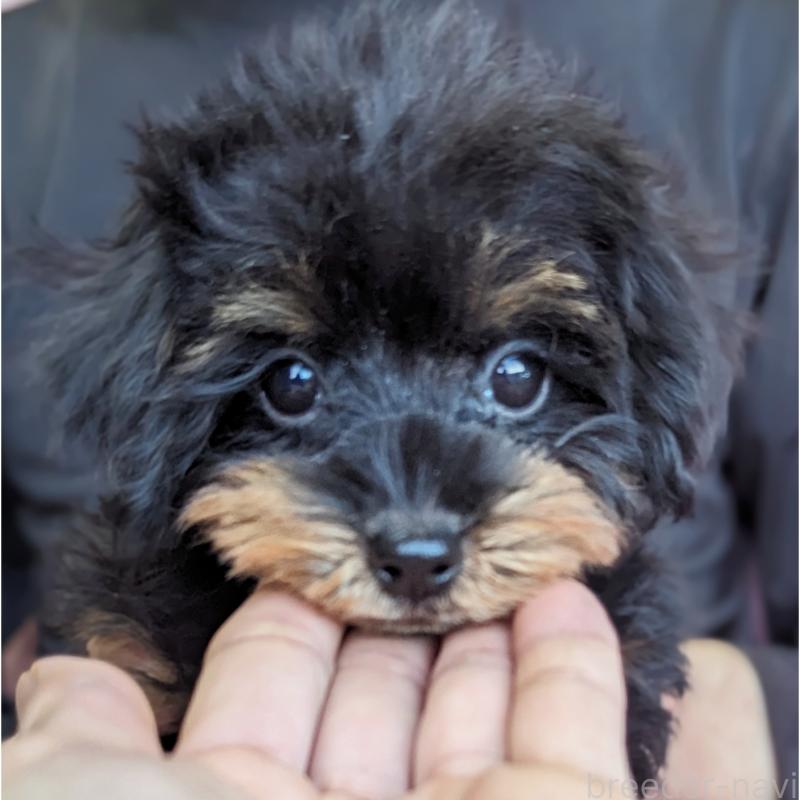 販売中の静岡県のミックス犬-416363の5枚目