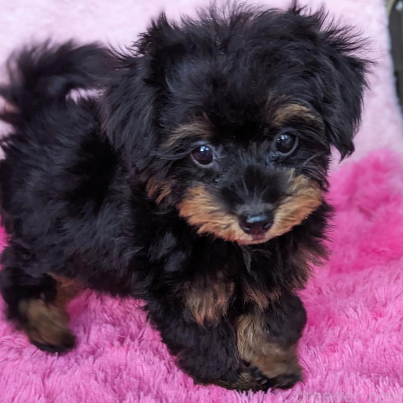 販売中の静岡県のミックス犬-416363の4枚目