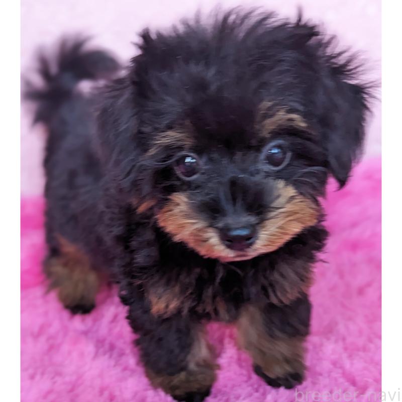 販売中の静岡県のミックス犬-416363の3枚目