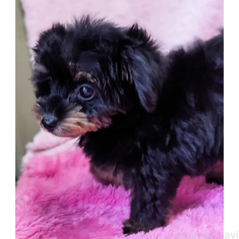販売中の静岡県のミックス犬-416363の2枚目