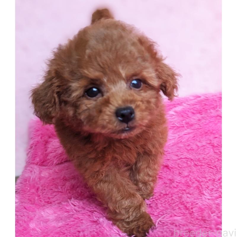 販売中の静岡県のミックス犬-416365