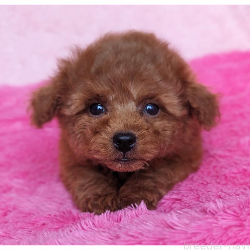 販売中の静岡県のミックス犬-416365の11枚目