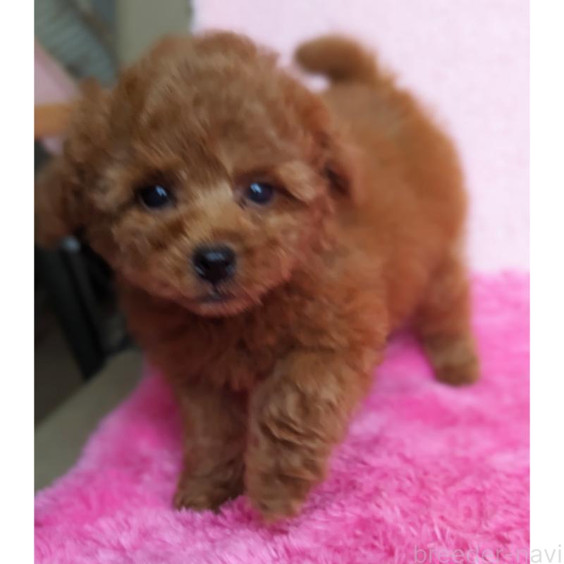 販売中の静岡県のミックス犬-416365の10枚目