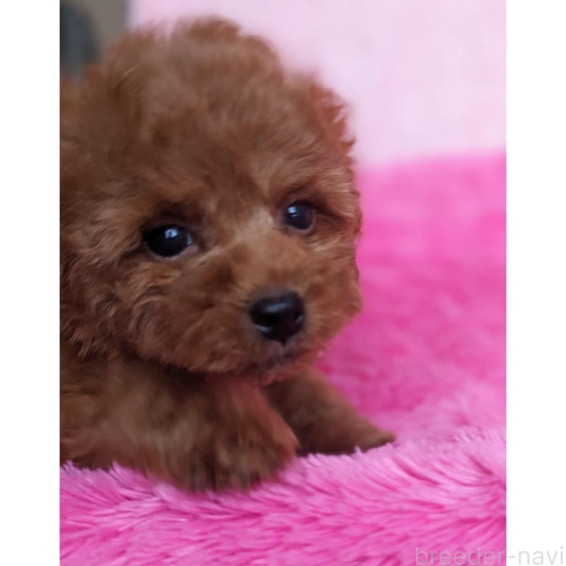 販売中の静岡県のミックス犬-416365の9枚目