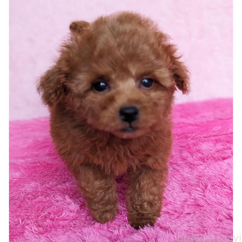 販売中の静岡県のミックス犬-416365の8枚目