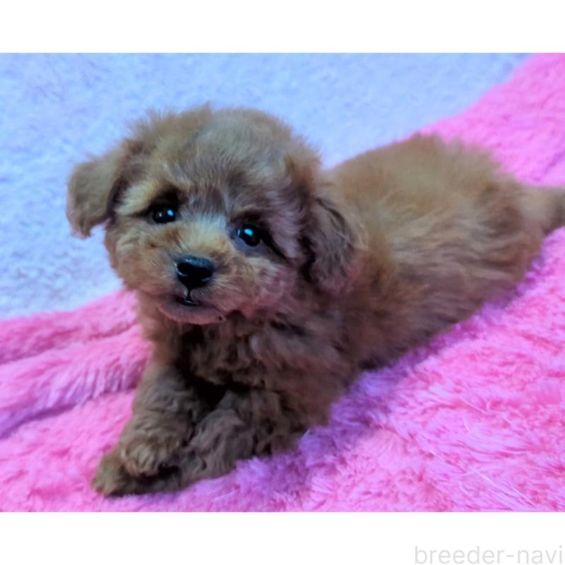 販売中の静岡県のミックス犬-416365の7枚目