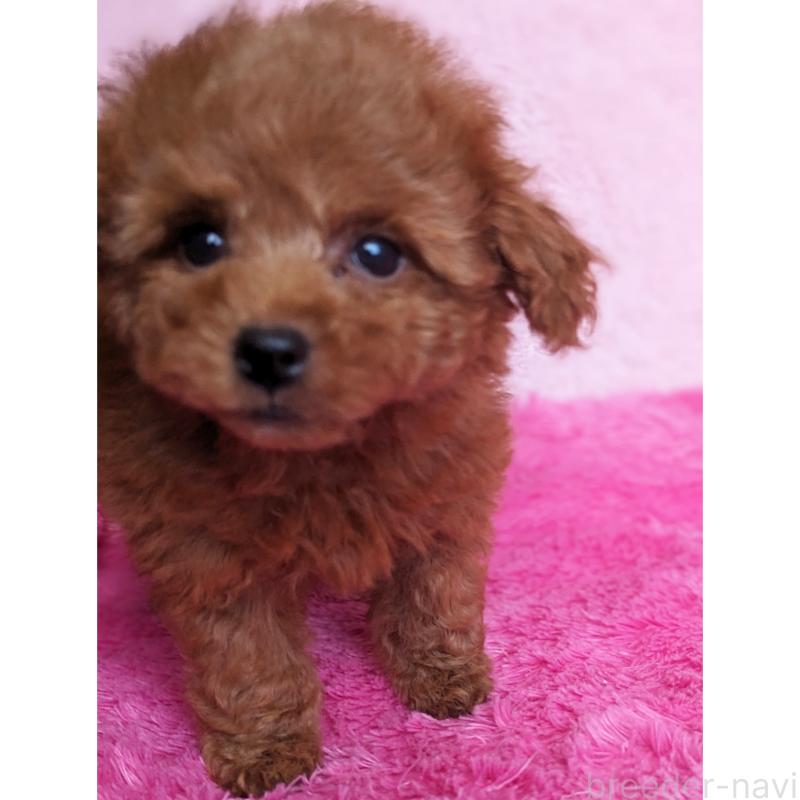 販売中の静岡県のミックス犬-416365の6枚目