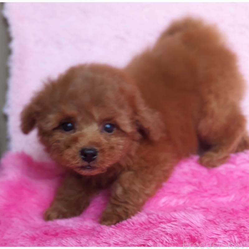 販売中の静岡県のミックス犬-416365の5枚目
