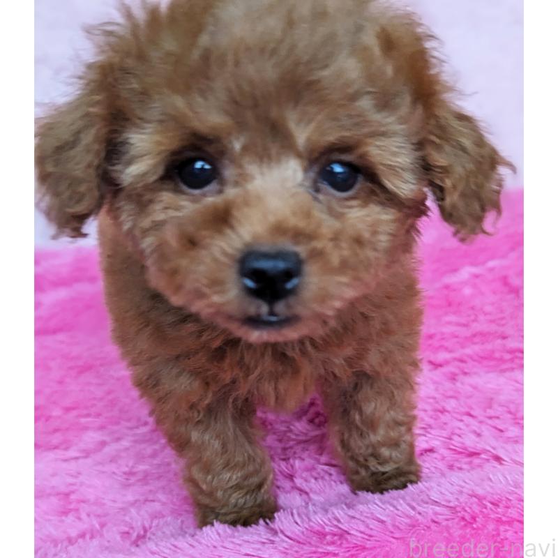 販売中の静岡県のミックス犬-416365の4枚目