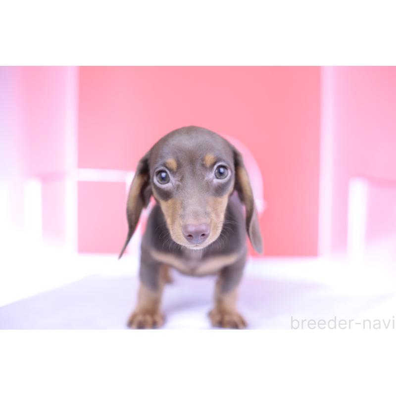 成約済の愛知県のミニチュアダックスフンド(スムースヘアード)-404195の11枚目