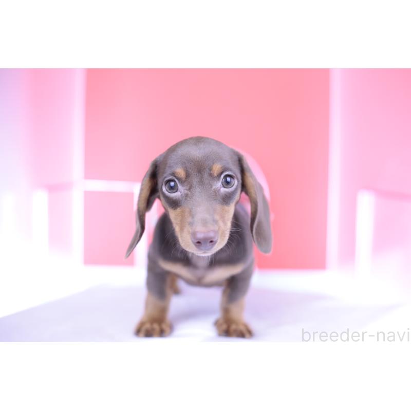成約済の愛知県のミニチュアダックスフンド(スムースヘアード)-404195の10枚目