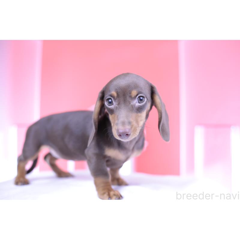 成約済の愛知県のミニチュアダックスフンド(スムースヘアード)-404195の9枚目