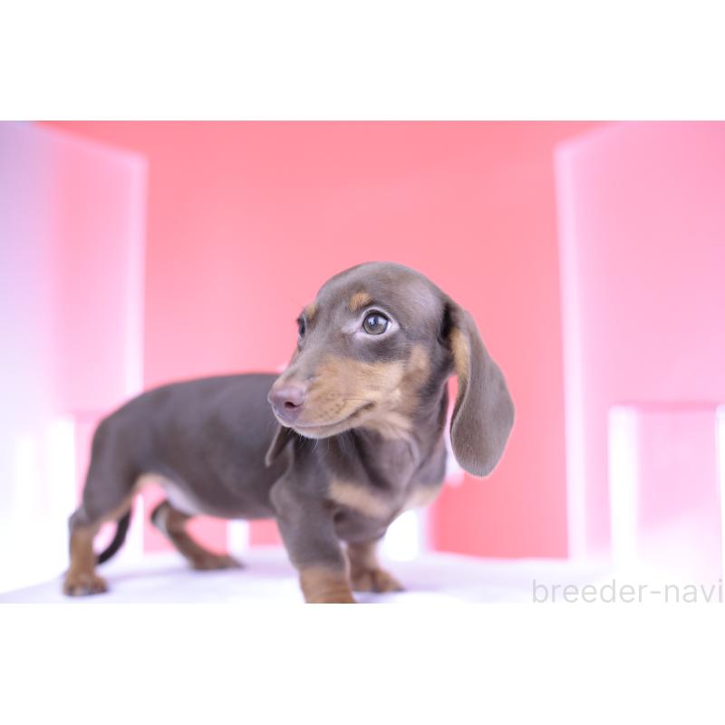 成約済の愛知県のミニチュアダックスフンド(スムースヘアード)-404195の8枚目