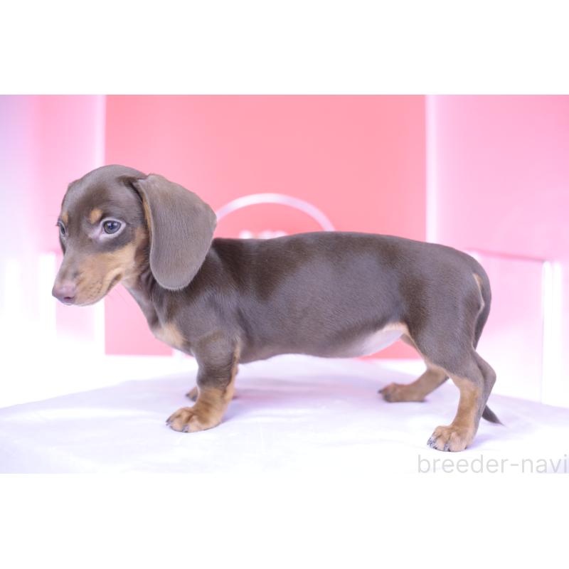 成約済の愛知県のミニチュアダックスフンド(スムースヘアード)-404195の6枚目