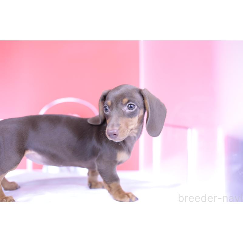 成約済の愛知県のミニチュアダックスフンド(スムースヘアード)-404195の5枚目