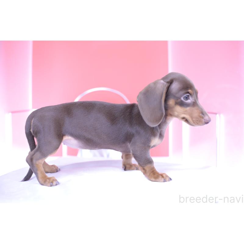 成約済の愛知県のミニチュアダックスフンド(スムースヘアード)-404195の4枚目