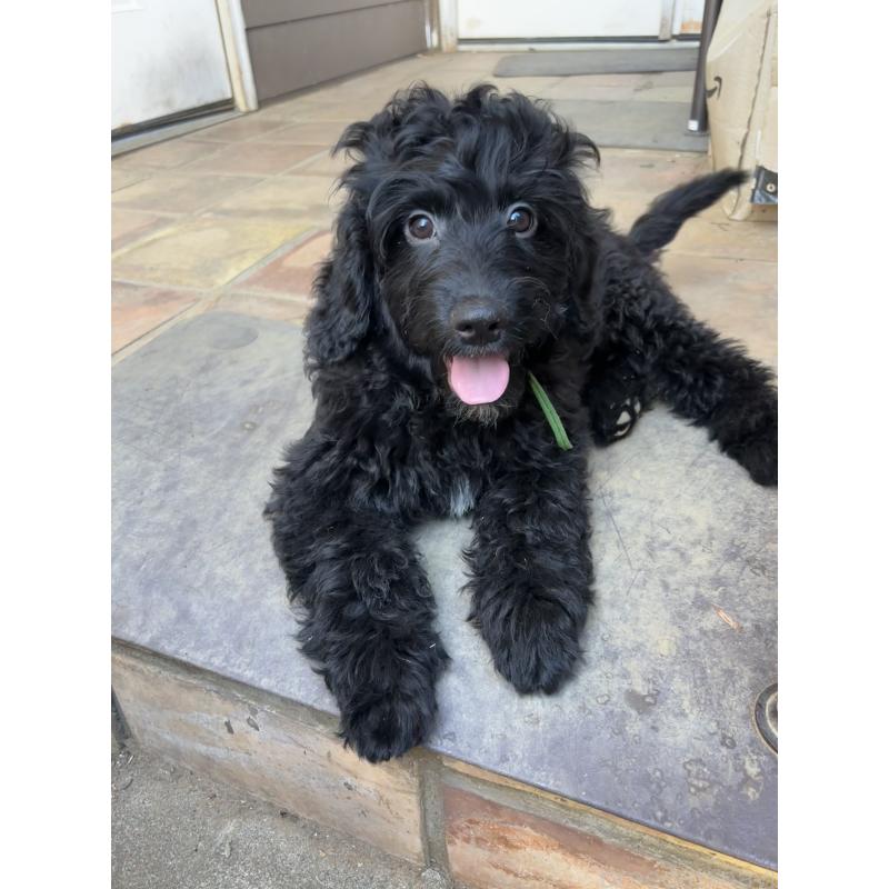 販売中の茨城県のゴールデンドゥードル:ゴールデンレトリーバー×プードル-403944の3枚目