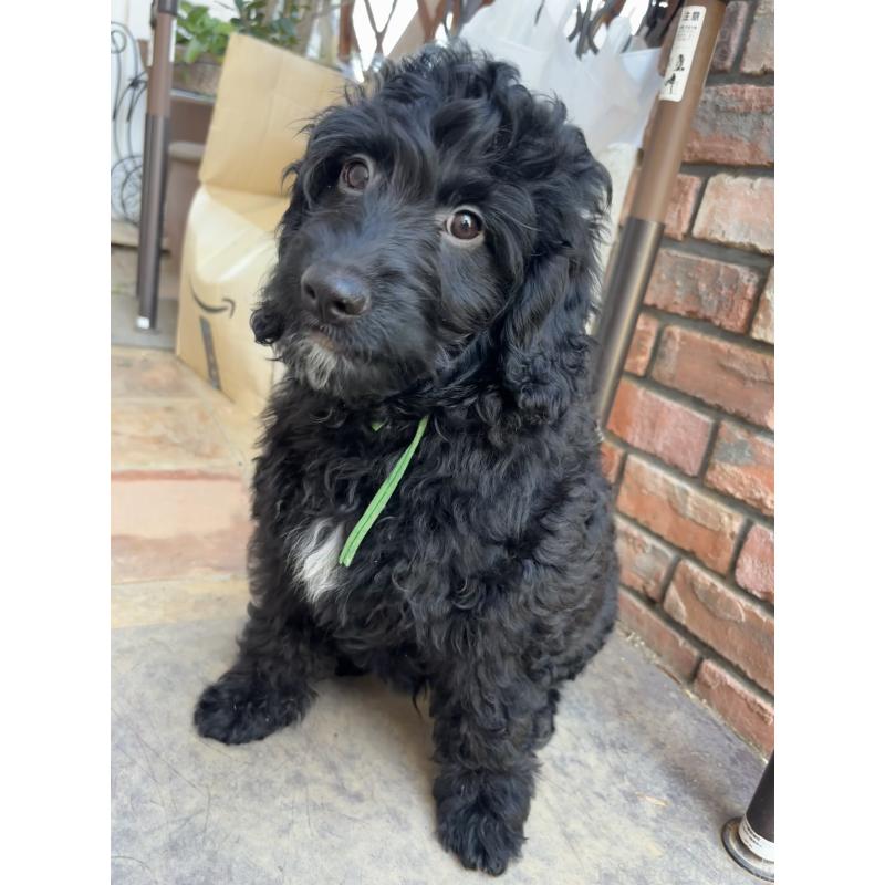 販売中の茨城県のゴールデンドゥードル:ゴールデンレトリーバー×プードル-403944の2枚目