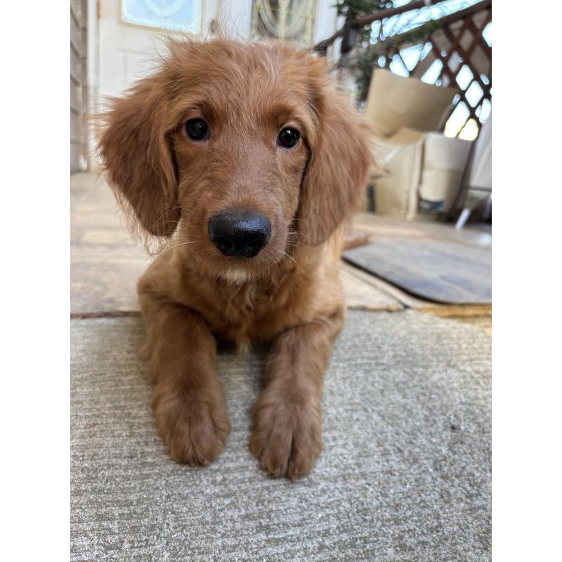 販売中の茨城県のゴールデンドゥードル:ゴールデンレトリーバー×プードル-404137の2枚目