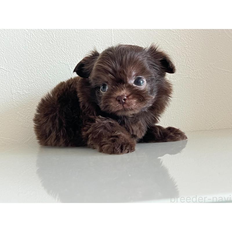 成約済の静岡県のミックス犬-414797の3枚目