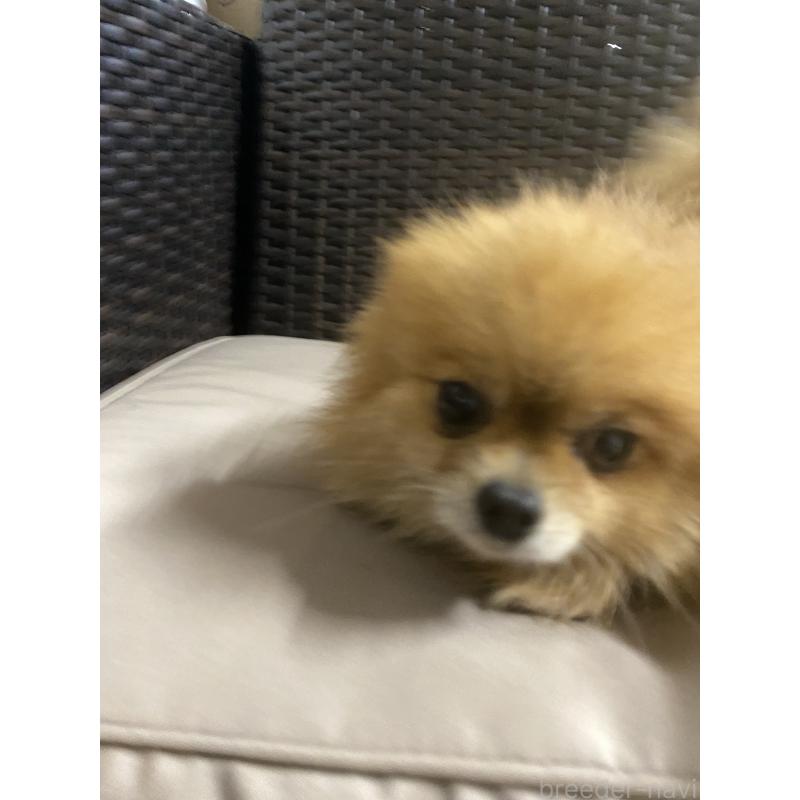 販売中の千葉県のポメラニアン-391117の4枚目