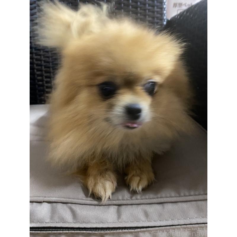 販売中の千葉県のポメラニアン-391117の3枚目