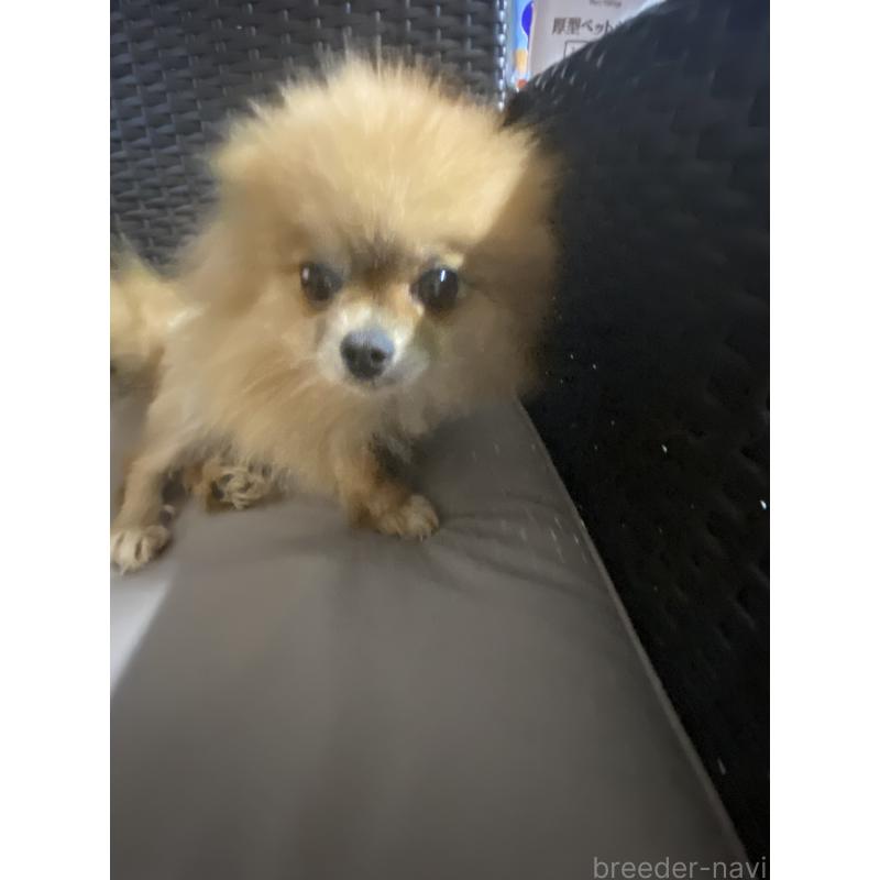 販売中の千葉県のポメラニアン-391117の2枚目